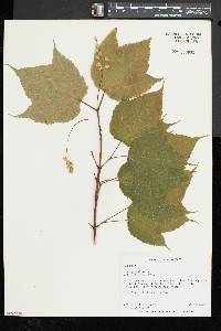 Acer pensylvanicum image