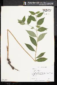 Lithospermum latifolium image