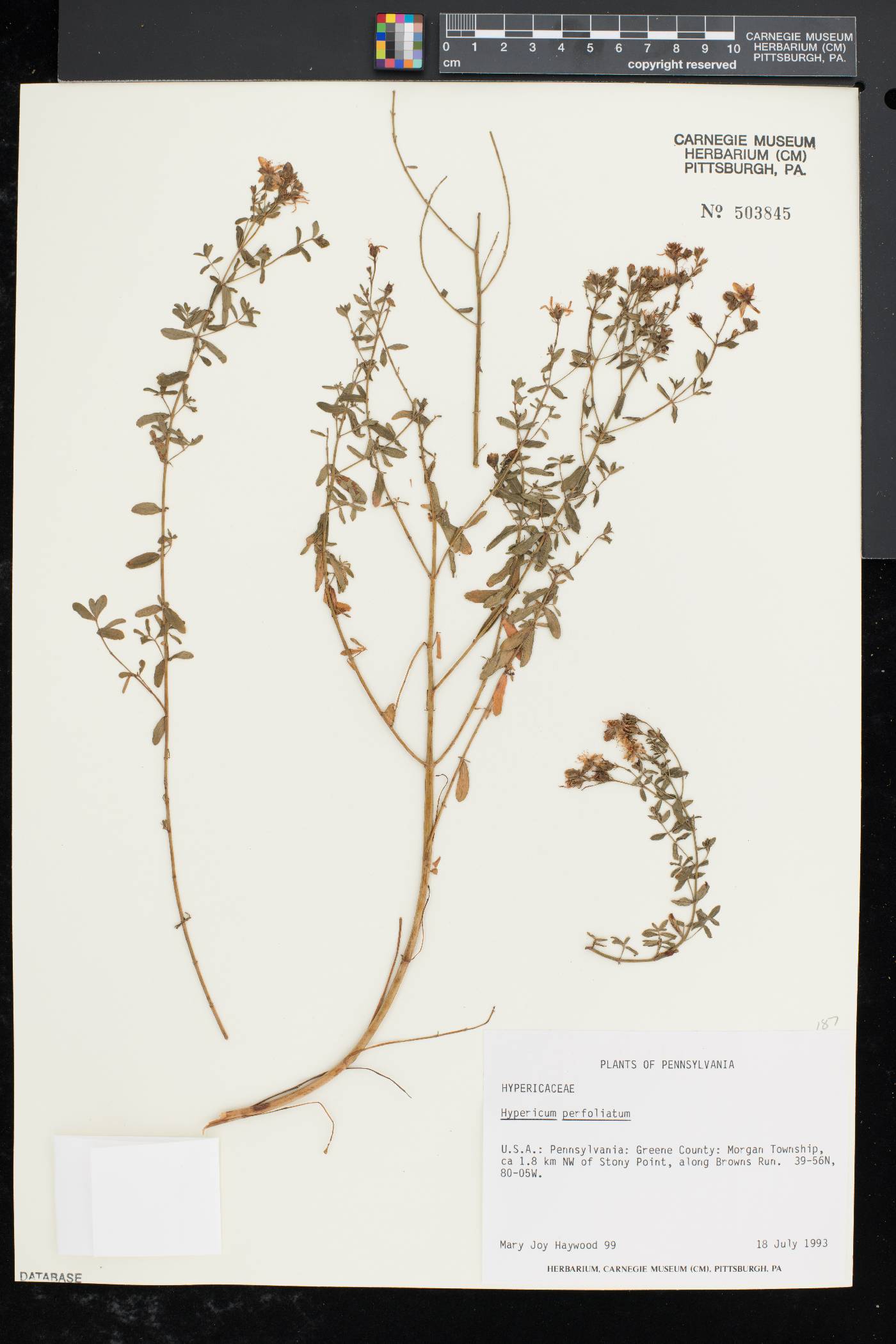 Hypericum perfoliatum image