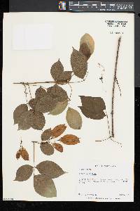 Staphylea trifolia image