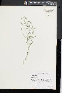 Polygala verticillata image