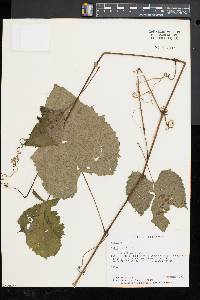 Vitis vulpina image