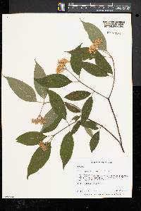 Cornus amomum subsp. amomum image