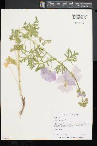 Malva moschata image