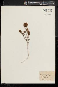 Trifolium arvense image