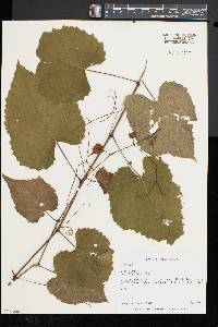 Vitis vulpina image