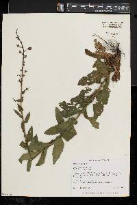 Verbascum blattaria image