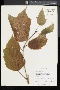 Acer pensylvanicum image