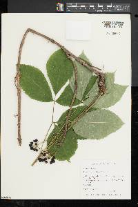 Aralia nudicaulis image