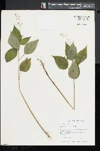 Circaea canadensis image