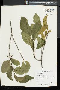 Rhamnus alnifolia image