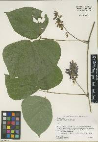 Pueraria montana var. lobata image