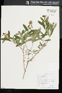 Hypericum prolificum image