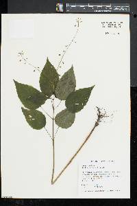 Circaea canadensis image