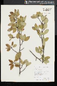 Ilex mucronata image