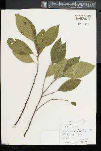 Rhamnus alnifolia image