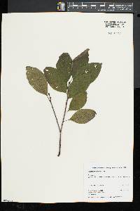 Rhamnus alnifolia image