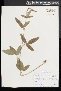 Desmodium canadense image