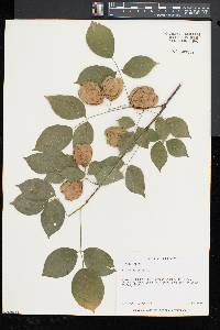 Staphylea trifolia image