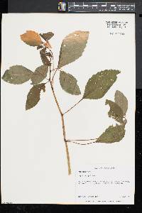 Impatiens pallida image