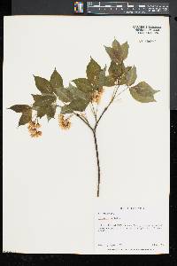 Staphylea trifolia image