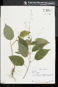 Circaea canadensis image