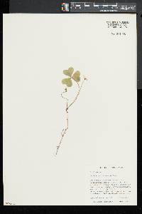 Oxalis montana image