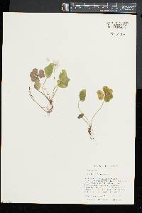 Oxalis montana image