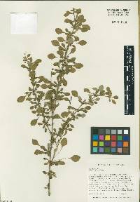 Berberis thunbergii image