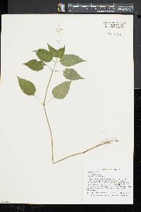 Circaea canadensis image