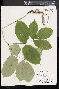 Aralia nudicaulis image