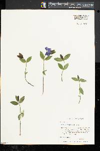 Vinca minor image