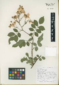 Rosa multiflora image