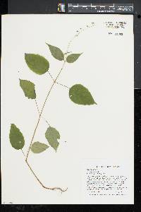 Circaea canadensis image