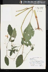 Impatiens pallida image