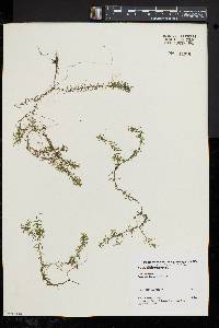 Elodea nuttallii image