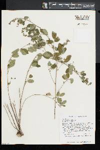 Lespedeza intermedia image