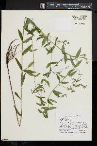 Scutellaria galericulata image