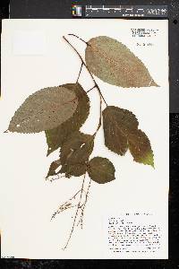 Collinsonia canadensis image