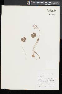 Oxalis violacea image