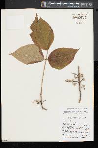 Toxicodendron radicans subsp. radicans image