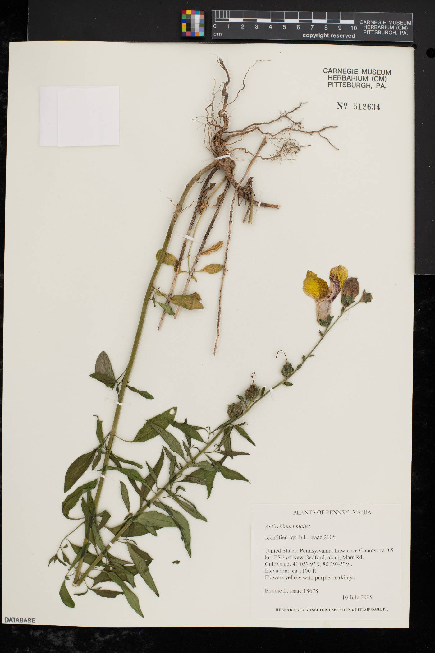 Antirrhinum majus image