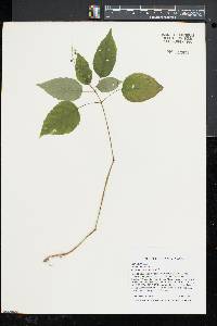 Circaea canadensis image