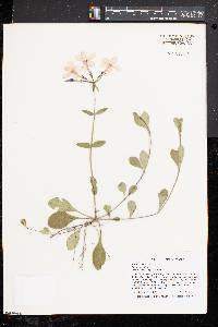 Phlox stolonifera image