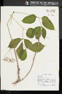 Aralia nudicaulis image