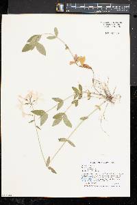 Phlox divaricata subsp. laphamii image