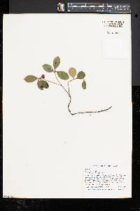 Gaultheria procumbens image