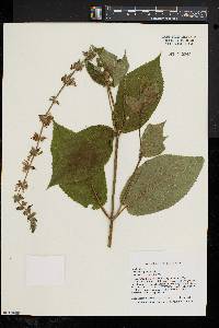 Stachys tenuifolia image