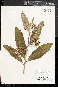 Asclepias syriaca image