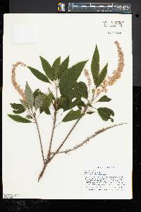 Clethra acuminata image